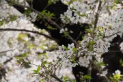 上野公園と桜